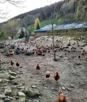 vente d'oeufs bio vercors