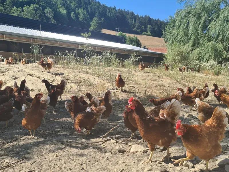 Ferme avicole poule