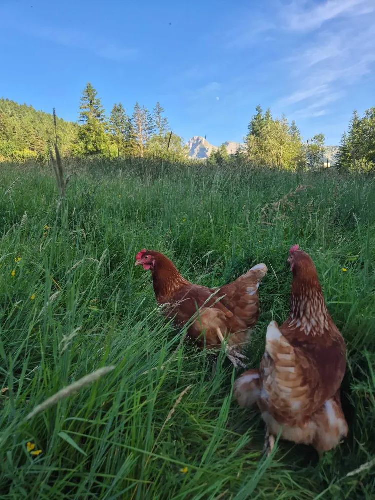 loeuf du vercors poules exploitation (3)