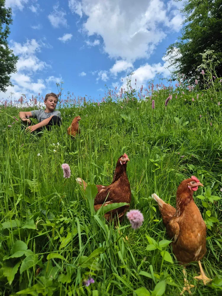 poules ferme oeufs (1)