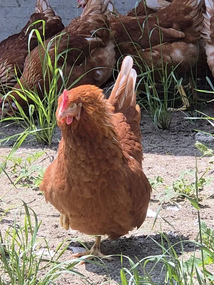 poules ferme oeufs (2)