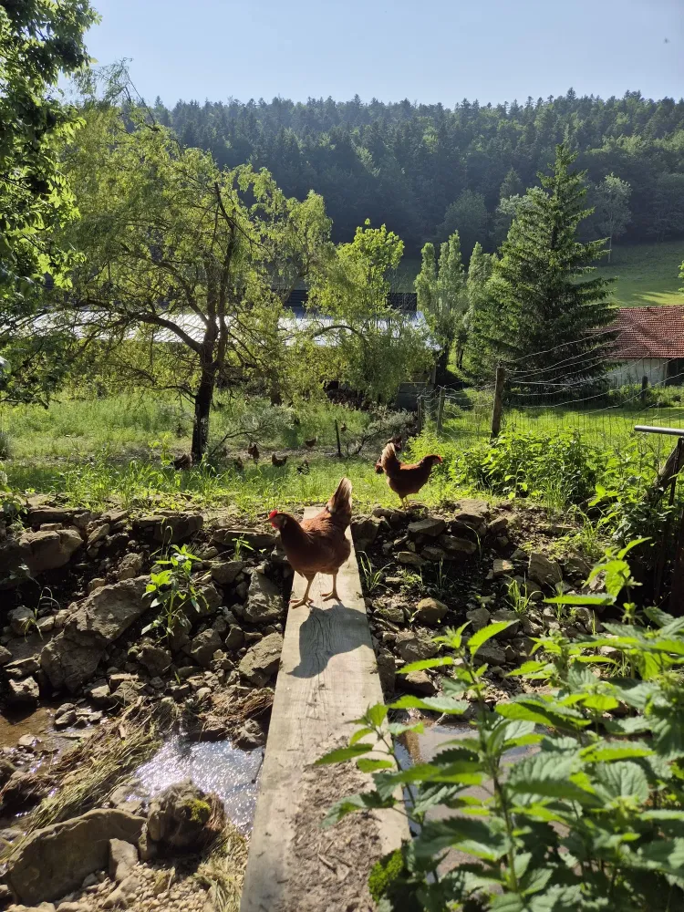 poules ferme oeufs (4)