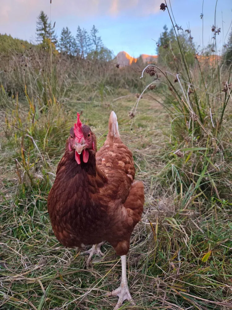 poules ferme oeufs (5)