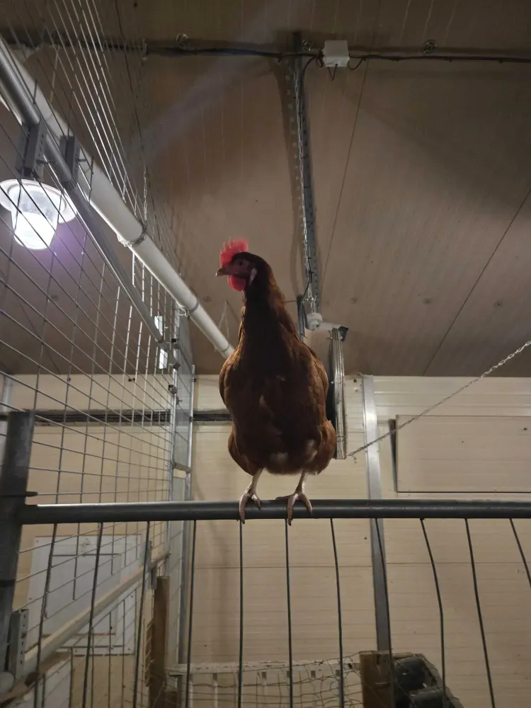 poules ferme oeufs (8)