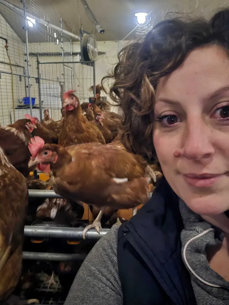 poules ferme oeufs (9)