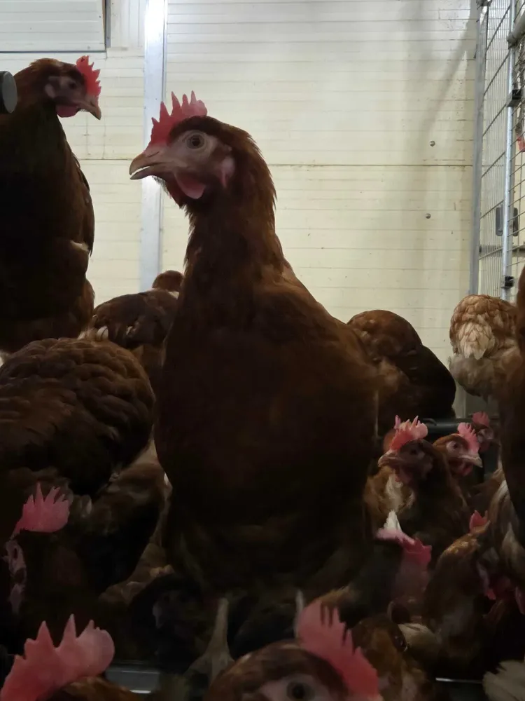 poules ferme oeufs (10)