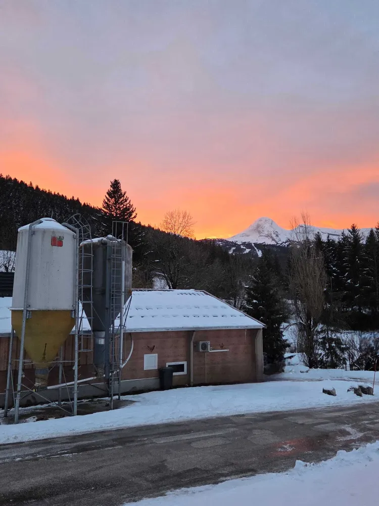 poules ferme oeufs (11)